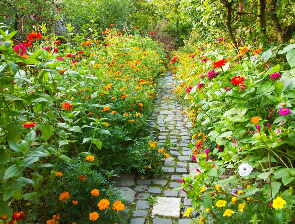 narrow-pathway-garden-surrounded-by-lot-colorful-flowers narrow-pathway-garden-surrounded-by-lot-colorful-flowers