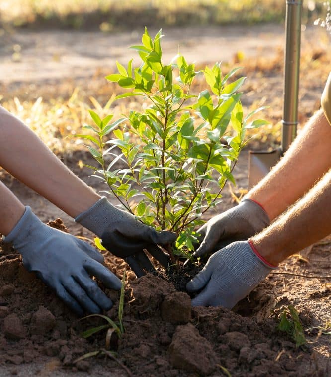 people-planting-tree-countryside people-planting-tree-countryside