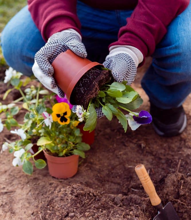 close-up-gardener-planting-flowers-soil close-up-gardener-planting-flowers-soil