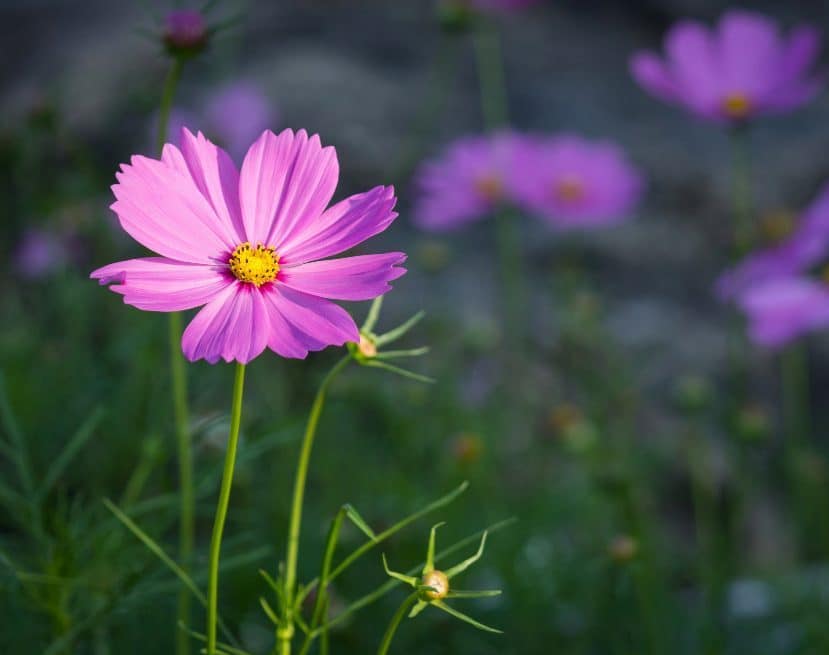 cosmos-flowers cosmos-flowers